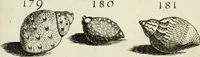Picture 201 of 366 from Recreatio mentis, et oculi in observatione animalium testaceorum Italico sermone primum proposita ... nunc ... Latine oblata centum additis testaceorum iconibus .. (1684), leaf 445