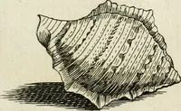 Picture 202 of 366 from Recreatio mentis, et oculi in observatione animalium testaceorum Italico sermone primum proposita ... nunc ... Latine oblata centum additis testaceorum iconibus .. (1684), leaf 445