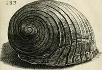 Picture 204 of 366 from Recreatio mentis, et oculi in observatione animalium testaceorum Italico sermone primum proposita ... nunc ... Latine oblata centum additis testaceorum iconibus .. (1684), leaf 447