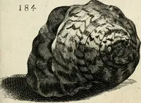 Picture 205 of 366 from Recreatio mentis, et oculi in observatione animalium testaceorum Italico sermone primum proposita ... nunc ... Latine oblata centum additis testaceorum iconibus .. (1684), leaf 447