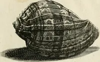 Picture 206 of 366 from Recreatio mentis, et oculi in observatione animalium testaceorum Italico sermone primum proposita ... nunc ... Latine oblata centum additis testaceorum iconibus .. (1684), leaf 449