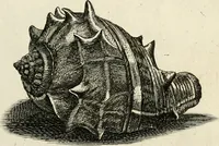 Picture 207 of 366 from Recreatio mentis, et oculi in observatione animalium testaceorum Italico sermone primum proposita ... nunc ... Latine oblata centum additis testaceorum iconibus .. (1684), leaf 449