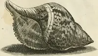 Picture 208 of 366 from Recreatio mentis, et oculi in observatione animalium testaceorum Italico sermone primum proposita ... nunc ... Latine oblata centum additis testaceorum iconibus .. (1684), leaf 451
