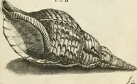 Picture 209 of 366 from Recreatio mentis, et oculi in observatione animalium testaceorum Italico sermone primum proposita ... nunc ... Latine oblata centum additis testaceorum iconibus .. (1684), leaf 451
