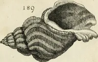 Picture 210 of 366 from Recreatio mentis, et oculi in observatione animalium testaceorum Italico sermone primum proposita ... nunc ... Latine oblata centum additis testaceorum iconibus .. (1684), leaf 453