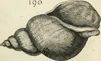 Picture 211 of 366 from Recreatio mentis, et oculi in observatione animalium testaceorum Italico sermone primum proposita ... nunc ... Latine oblata centum additis testaceorum iconibus .. (1684), leaf 453