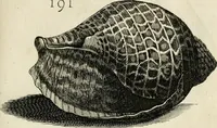 Picture 212 of 366 from Recreatio mentis, et oculi in observatione animalium testaceorum Italico sermone primum proposita ... nunc ... Latine oblata centum additis testaceorum iconibus .. (1684), leaf 455