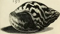 Picture 213 of 366 from Recreatio mentis, et oculi in observatione animalium testaceorum Italico sermone primum proposita ... nunc ... Latine oblata centum additis testaceorum iconibus .. (1684), leaf 455