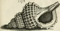 Picture 214 of 366 from Recreatio mentis, et oculi in observatione animalium testaceorum Italico sermone primum proposita ... nunc ... Latine oblata centum additis testaceorum iconibus .. (1684), leaf 457