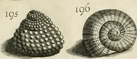 Picture 216 of 366 from Recreatio mentis, et oculi in observatione animalium testaceorum Italico sermone primum proposita ... nunc ... Latine oblata centum additis testaceorum iconibus .. (1684), leaf 459