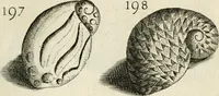 An illustration from Recreatio mentis, et oculi in observatione animalium testaceorum Italico sermone primum proposita ... nunc ... Latine oblata centum additis testaceorum iconibus .. (1684)