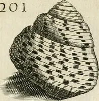 Picture 219 of 366 from Recreatio mentis, et oculi in observatione animalium testaceorum Italico sermone primum proposita ... nunc ... Latine oblata centum additis testaceorum iconibus .. (1684), leaf 461
