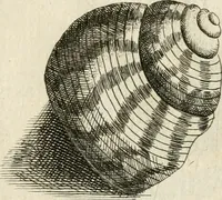 An illustration from Recreatio mentis, et oculi in observatione animalium testaceorum Italico sermone primum proposita ... nunc ... Latine oblata centum additis testaceorum iconibus .. (1684)