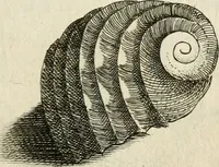 Picture 222 of 366 from Recreatio mentis, et oculi in observatione animalium testaceorum Italico sermone primum proposita ... nunc ... Latine oblata centum additis testaceorum iconibus .. (1684), leaf 461