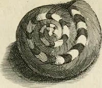 Picture 224 of 366 from Recreatio mentis, et oculi in observatione animalium testaceorum Italico sermone primum proposita ... nunc ... Latine oblata centum additis testaceorum iconibus .. (1684), leaf 463