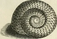 An illustration from Recreatio mentis, et oculi in observatione animalium testaceorum Italico sermone primum proposita ... nunc ... Latine oblata centum additis testaceorum iconibus .. (1684)
