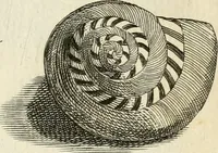 An illustration from Recreatio mentis, et oculi in observatione animalium testaceorum Italico sermone primum proposita ... nunc ... Latine oblata centum additis testaceorum iconibus .. (1684)