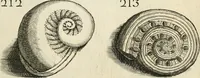 An illustration from Recreatio mentis, et oculi in observatione animalium testaceorum Italico sermone primum proposita ... nunc ... Latine oblata centum additis testaceorum iconibus .. (1684)
