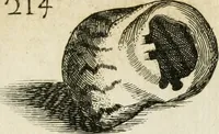 Picture 229 of 366 from Recreatio mentis, et oculi in observatione animalium testaceorum Italico sermone primum proposita ... nunc ... Latine oblata centum additis testaceorum iconibus .. (1684), leaf 465