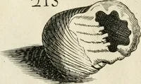 An illustration from Recreatio mentis, et oculi in observatione animalium testaceorum Italico sermone primum proposita ... nunc ... Latine oblata centum additis testaceorum iconibus .. (1684)