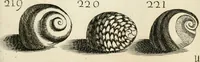 Picture 233 of 366 from Recreatio mentis, et oculi in observatione animalium testaceorum Italico sermone primum proposita ... nunc ... Latine oblata centum additis testaceorum iconibus .. (1684), leaf 465