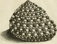 An illustration from Recreatio mentis, et oculi in observatione animalium testaceorum Italico sermone primum proposita ... nunc ... Latine oblata centum additis testaceorum iconibus .. (1684)