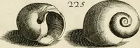 An illustration from Recreatio mentis, et oculi in observatione animalium testaceorum Italico sermone primum proposita ... nunc ... Latine oblata centum additis testaceorum iconibus .. (1684)