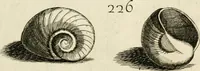 An illustration from Recreatio mentis, et oculi in observatione animalium testaceorum Italico sermone primum proposita ... nunc ... Latine oblata centum additis testaceorum iconibus .. (1684)