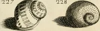 Picture 239 of 366 from Recreatio mentis, et oculi in observatione animalium testaceorum Italico sermone primum proposita ... nunc ... Latine oblata centum additis testaceorum iconibus .. (1684), leaf 469