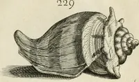 Picture 240 of 366 from Recreatio mentis, et oculi in observatione animalium testaceorum Italico sermone primum proposita ... nunc ... Latine oblata centum additis testaceorum iconibus .. (1684), leaf 471
