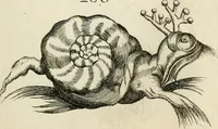 An illustration from Recreatio mentis, et oculi in observatione animalium testaceorum Italico sermone primum proposita ... nunc ... Latine oblata centum additis testaceorum iconibus .. (1684)