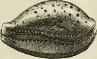 An illustration from Recreatio mentis, et oculi in observatione animalium testaceorum Italico sermone primum proposita ... nunc ... Latine oblata centum additis testaceorum iconibus .. (1684)