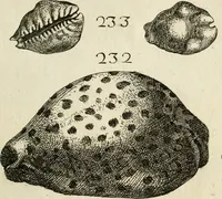 Picture 243 of 366 from Recreatio mentis, et oculi in observatione animalium testaceorum Italico sermone primum proposita ... nunc ... Latine oblata centum additis testaceorum iconibus .. (1684), leaf 473