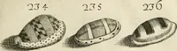 Picture 244 of 366 from Recreatio mentis, et oculi in observatione animalium testaceorum Italico sermone primum proposita ... nunc ... Latine oblata centum additis testaceorum iconibus .. (1684), leaf 475