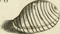 An illustration from Recreatio mentis, et oculi in observatione animalium testaceorum Italico sermone primum proposita ... nunc ... Latine oblata centum additis testaceorum iconibus .. (1684)
