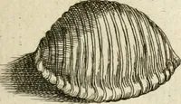 An illustration from Recreatio mentis, et oculi in observatione animalium testaceorum Italico sermone primum proposita ... nunc ... Latine oblata centum additis testaceorum iconibus .. (1684)