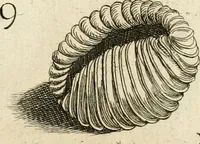 An illustration from Recreatio mentis, et oculi in observatione animalium testaceorum Italico sermone primum proposita ... nunc ... Latine oblata centum additis testaceorum iconibus .. (1684)