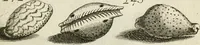An illustration from Recreatio mentis, et oculi in observatione animalium testaceorum Italico sermone primum proposita ... nunc ... Latine oblata centum additis testaceorum iconibus .. (1684)
