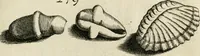 An illustration from Recreatio mentis, et oculi in observatione animalium testaceorum Italico sermone primum proposita ... nunc ... Latine oblata centum additis testaceorum iconibus .. (1684)