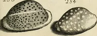 An illustration from Recreatio mentis, et oculi in observatione animalium testaceorum Italico sermone primum proposita ... nunc ... Latine oblata centum additis testaceorum iconibus .. (1684)