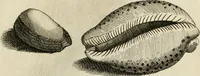 Picture 256 of 366 from Recreatio mentis, et oculi in observatione animalium testaceorum Italico sermone primum proposita ... nunc ... Latine oblata centum additis testaceorum iconibus .. (1684), leaf 481