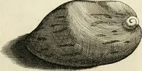An illustration from Recreatio mentis, et oculi in observatione animalium testaceorum Italico sermone primum proposita ... nunc ... Latine oblata centum additis testaceorum iconibus .. (1684)