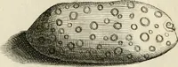 An illustration from Recreatio mentis, et oculi in observatione animalium testaceorum Italico sermone primum proposita ... nunc ... Latine oblata centum additis testaceorum iconibus .. (1684)