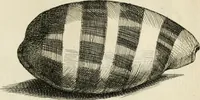 Picture 264 of 366 from Recreatio mentis, et oculi in observatione animalium testaceorum Italico sermone primum proposita ... nunc ... Latine oblata centum additis testaceorum iconibus .. (1684), leaf 487