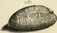 Picture 265 of 366 from Recreatio mentis, et oculi in observatione animalium testaceorum Italico sermone primum proposita ... nunc ... Latine oblata centum additis testaceorum iconibus .. (1684), leaf 487