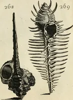 An illustration from Recreatio mentis, et oculi in observatione animalium testaceorum Italico sermone primum proposita ... nunc ... Latine oblata centum additis testaceorum iconibus .. (1684)