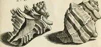 An illustration from Recreatio mentis, et oculi in observatione animalium testaceorum Italico sermone primum proposita ... nunc ... Latine oblata centum additis testaceorum iconibus .. (1684)