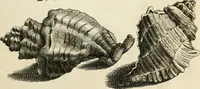 Picture 268 of 366 from Recreatio mentis, et oculi in observatione animalium testaceorum Italico sermone primum proposita ... nunc ... Latine oblata centum additis testaceorum iconibus .. (1684), leaf 491