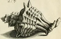 Picture 269 of 366 from Recreatio mentis, et oculi in observatione animalium testaceorum Italico sermone primum proposita ... nunc ... Latine oblata centum additis testaceorum iconibus .. (1684), leaf 493