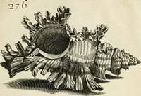 Picture 271 of 366 from Recreatio mentis, et oculi in observatione animalium testaceorum Italico sermone primum proposita ... nunc ... Latine oblata centum additis testaceorum iconibus .. (1684), leaf 495